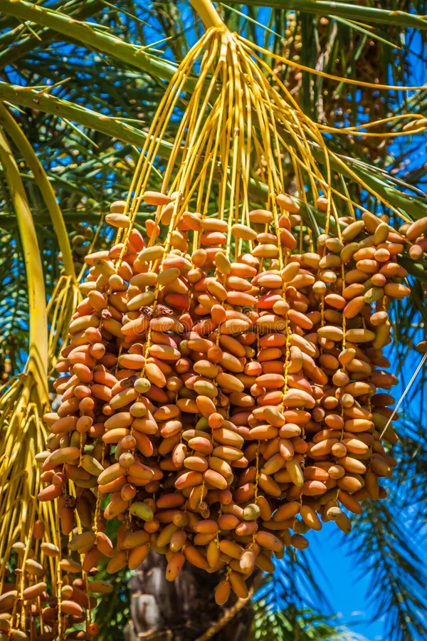 Dattes Deglet Nour
